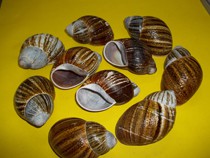 Caramujos